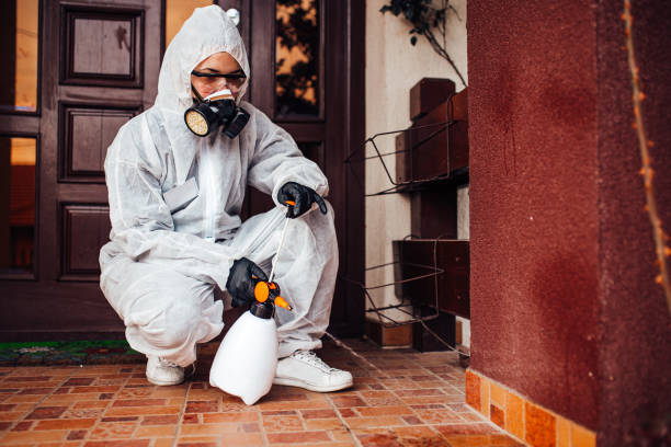Reliable Wasp Removal contractor in Melville, RI by Show Me Pest Control